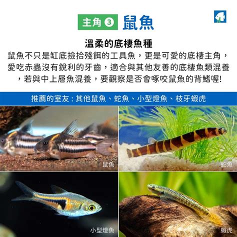 燈魚混養|燈魚混養教學，31種可以和平共處的魚隻